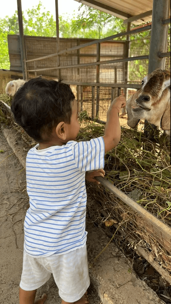 A young guest hand-feeding a goat at the Samrudhi farm