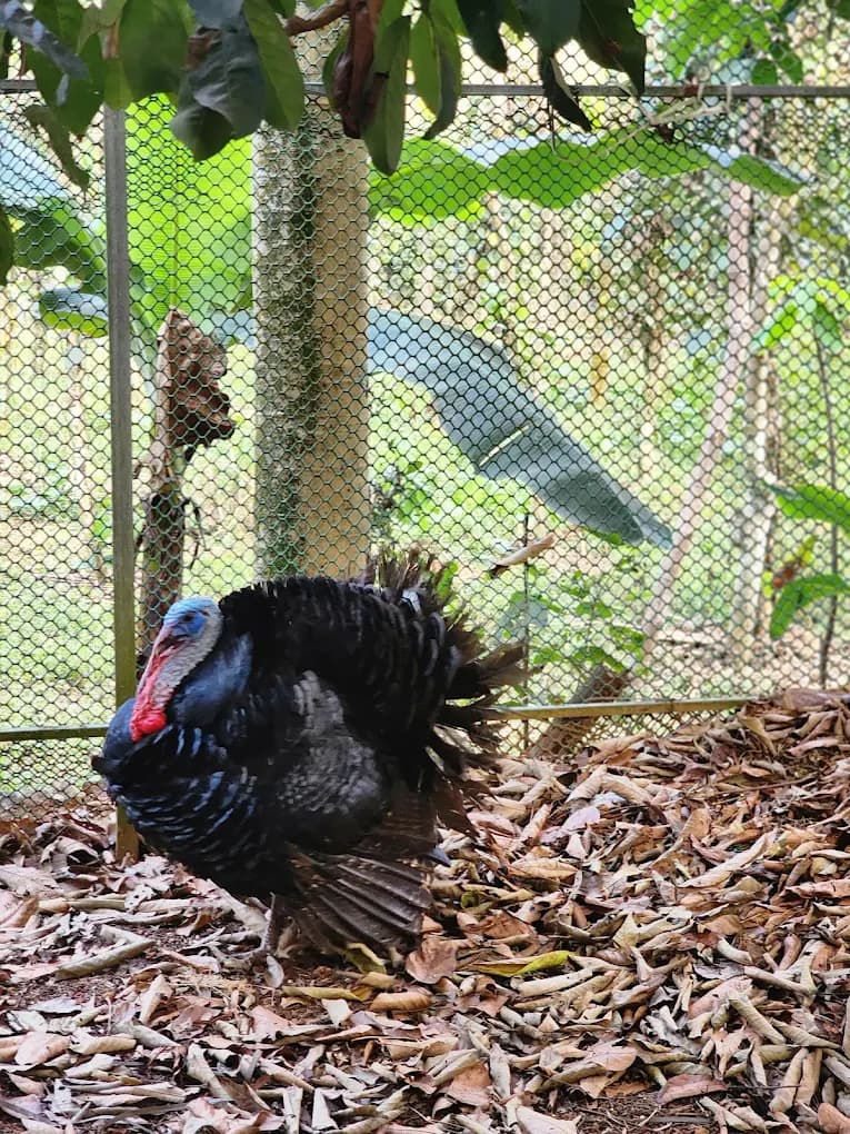 A turkey at our working farm